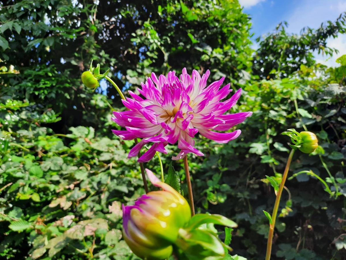De Akker, Unieke Overnachting In Pipowagens! Ommeren ภายนอก รูปภาพ